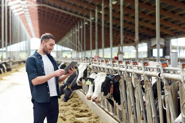 Ung man med tabletter och kor på mjölkgård — Stockfoto