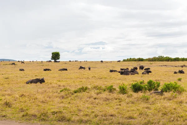 Buffalo bulls pasoucí se v savannah v Africe — Stock fotografie