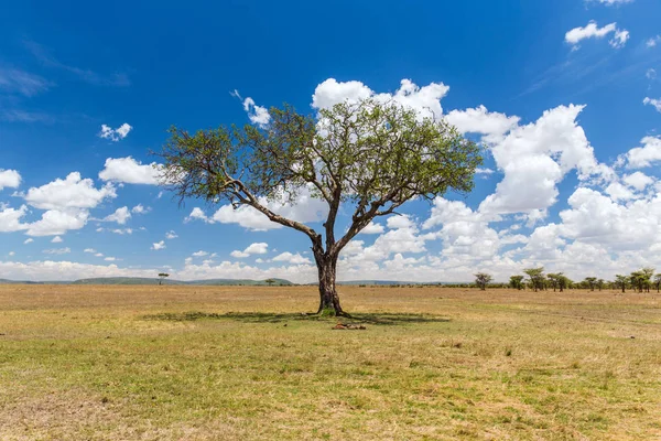 Acacia tree in savannah at africa — Stock Photo, Image