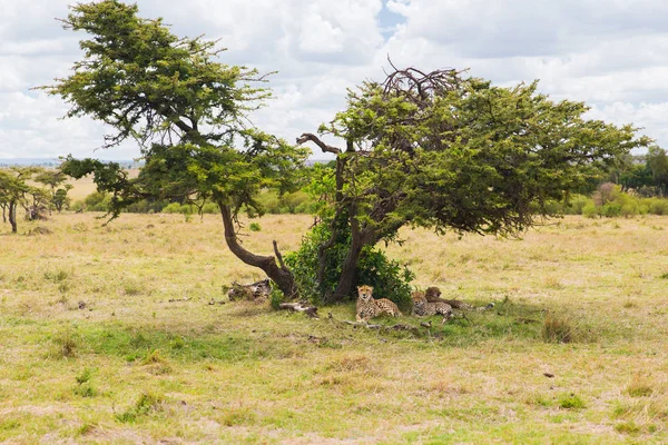 Gepardi ležet pod stromem v savannah v Africe — Stock fotografie