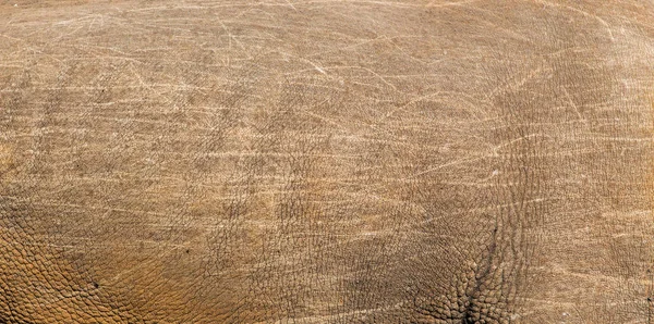 Rhino skin texture — Stock Photo, Image