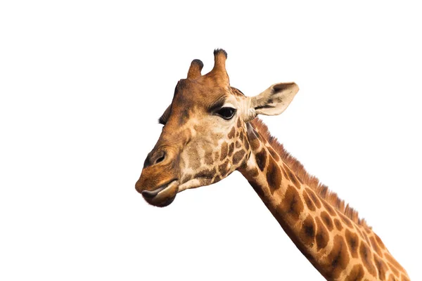 Gros plan de la tête de girafe — Photo