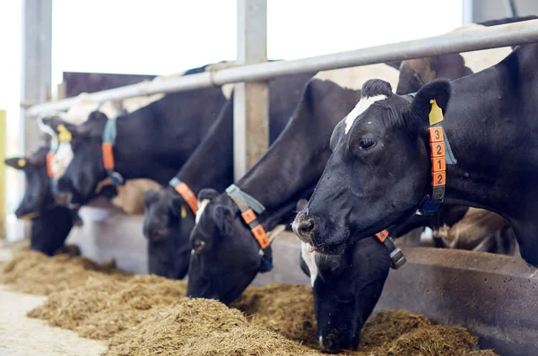 Manada de vacas comendo feno em estábulo na fazenda leiteira Fotografias De Stock Royalty-Free