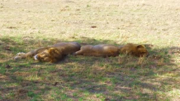 Leones machos durmiendo en sabana en África — Vídeos de Stock