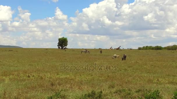 Group of herbivore animals in savanna at africa — Stock Video