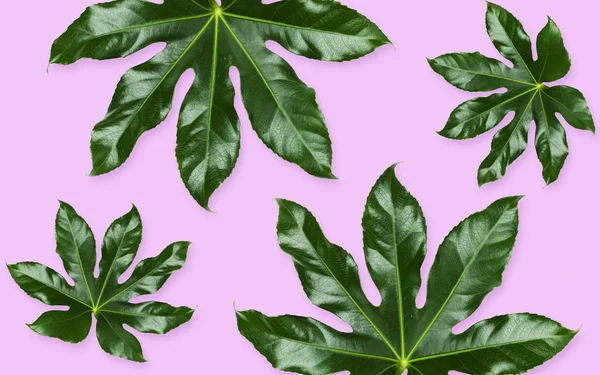 Зеленые листья на фиолетовом фоне — стоковое фото