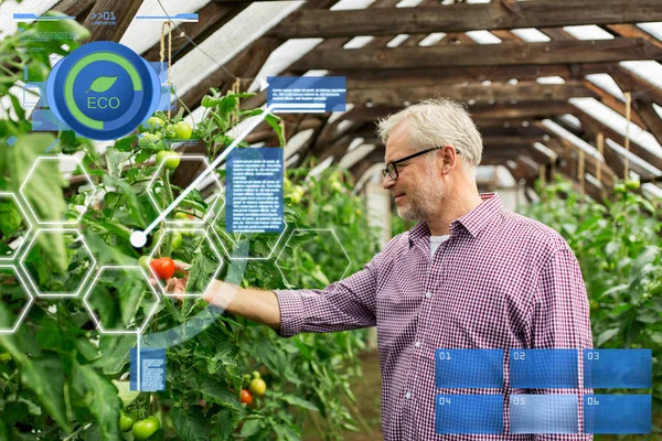 Hombre mayor cultivo de tomates en invernadero granja — Foto de Stock
