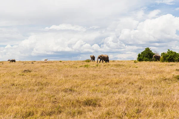 Slony a další zvířata v savannah v Africe — Stock fotografie