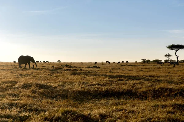 Skupina býložravec zvířat v savannah v Africe — Stock fotografie