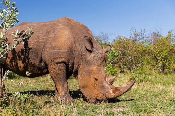 Rhino bete i savannah på Afrika — Stockfoto
