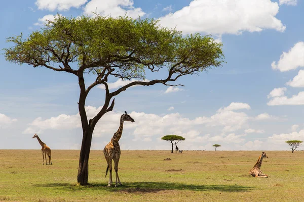 Savannah, Afrika zürafa — Stok fotoğraf