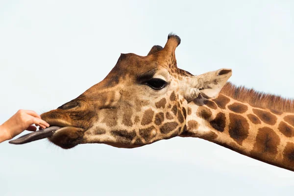 Mão alimentando girafa na áfrica — Fotografia de Stock