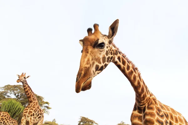 Žirafy v Africe — Stock fotografie