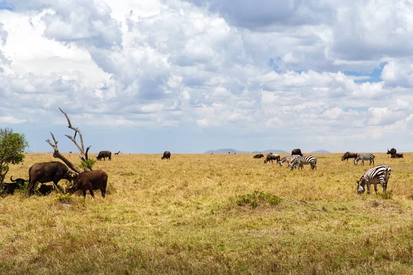 Gruppe pflanzenfressender Tiere in der Savanne Afrikas — Stockfoto