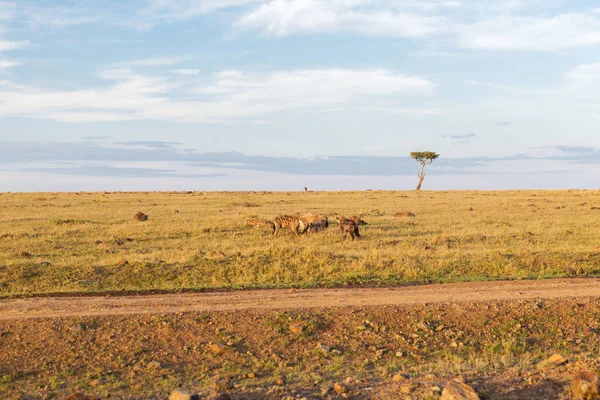 Klan hyeny v savannah v Africe — Stock fotografie