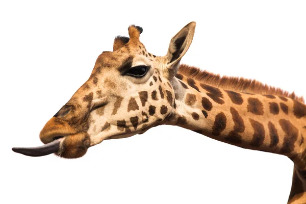 Жираф показывает язык — стоковое фото
