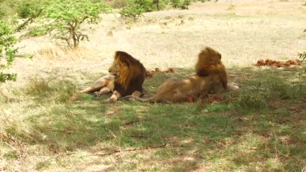 Leões machos descansando na savana na áfrica — Vídeo de Stock
