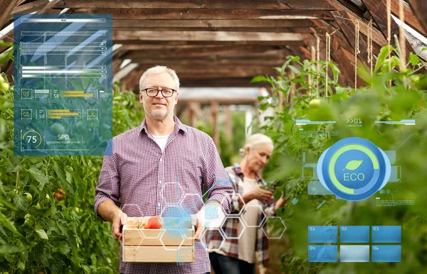 Pareja de ancianos con caja de tomates en invernadero de granja — Foto de Stock