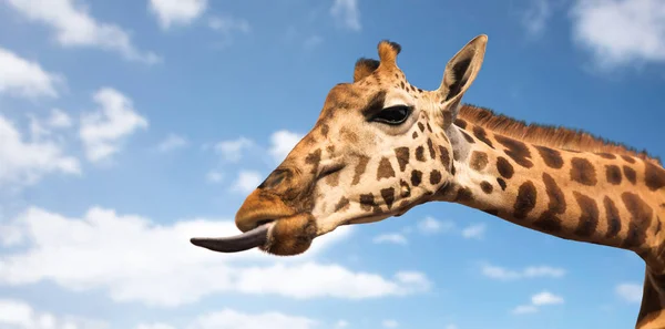 Girafe montrant la langue — Photo