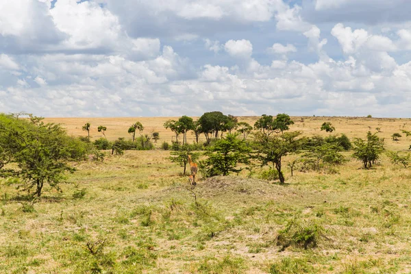 Impala nebo antilopy s tele v savannah v Africe — Stock fotografie