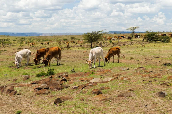 Krávy, pasoucí se v savannah v Africe — Stock fotografie