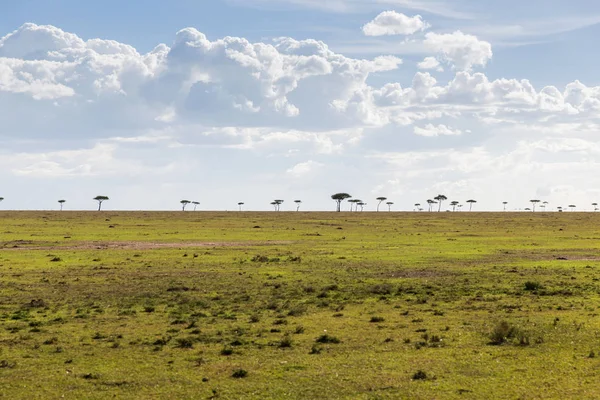 Acacia tree in savannah at africa — Stock Photo, Image