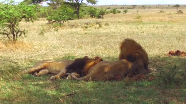 Чоловічі леви відпочивають у Савані в Африці — стокове відео