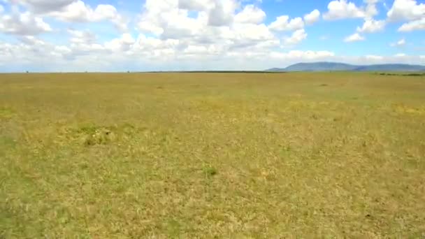 Maasai mara national reserve savanna at africa — Stock Video