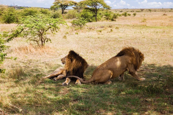 Самцы львов отдыхают в саванне в Африке — стоковое фото