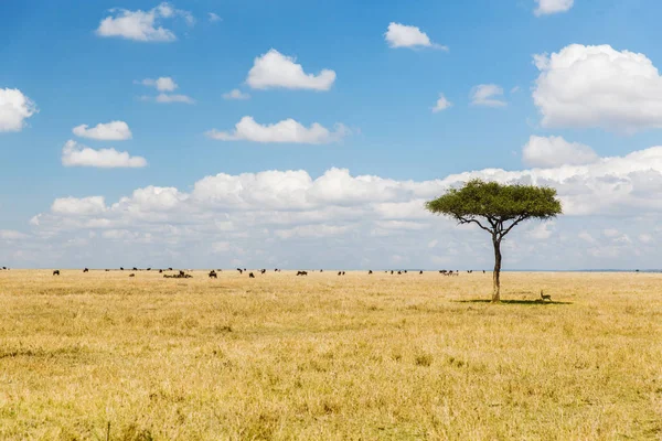 Tree and herd of animals in savannah at africa — Stock Photo, Image