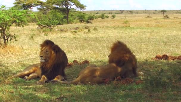 Mužské lvi odpočívající v savaně v Africe — Stock video