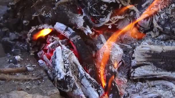 Brennholz brennt im Freien am Lagerfeuer — Stockvideo