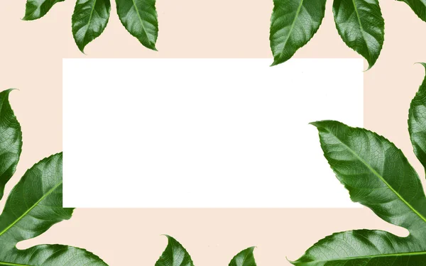 Green leaves over white blank space on beige — Stock Photo, Image