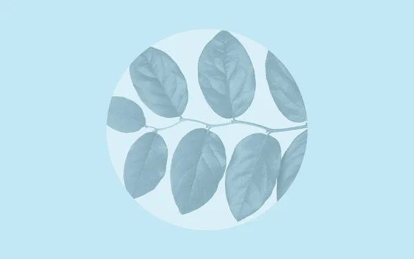 Faded leaves over blue background — Stock Photo, Image