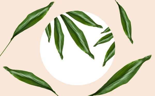 Green leaves over round frame on beige — Stock Photo, Image