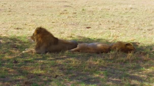 Leones machos descansando en sabana en África — Vídeos de Stock