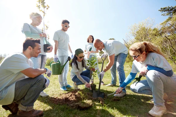 Grupa wolontariuszy sadzenie drzewa w parku — Zdjęcie stockowe