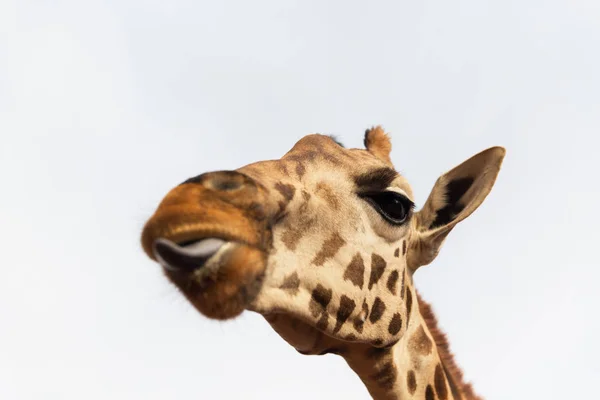 Fechar a cabeça da girafa — Fotografia de Stock