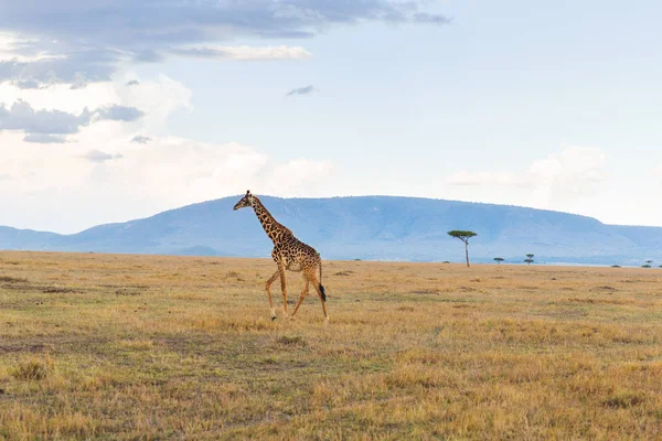 Giraffa in savana in Africa Immagini Stock Royalty Free