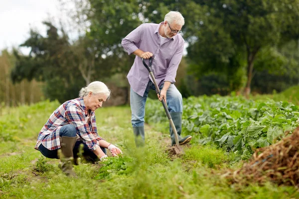 年长的夫妇在花园或在夏季农场工作 — 图库照片