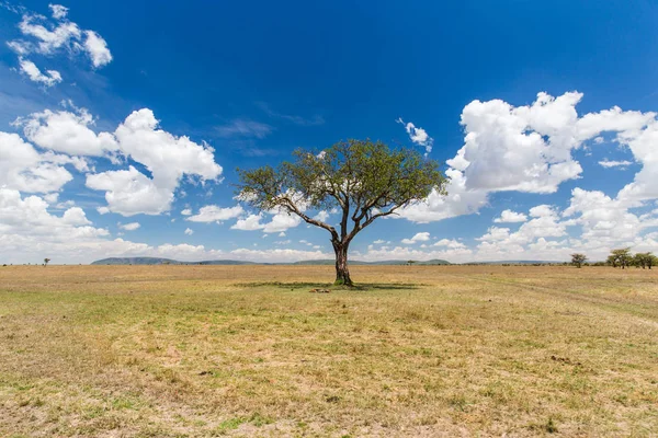 Acacia tree in savannah at africa — Stock Photo, Image