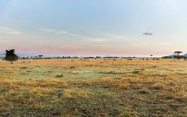 Group of herbivore animals in savannah at africa — Stock Photo, Image