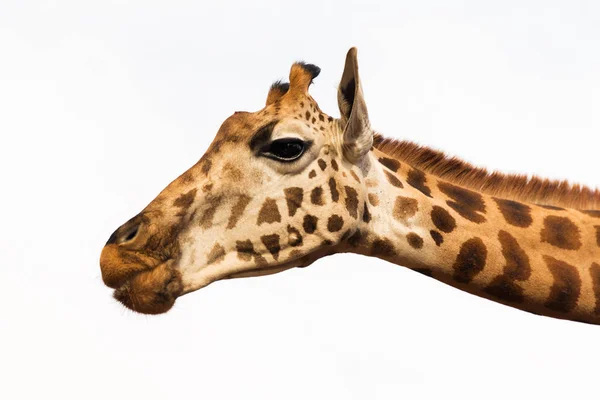 Primer plano de la cabeza de la jirafa — Foto de Stock