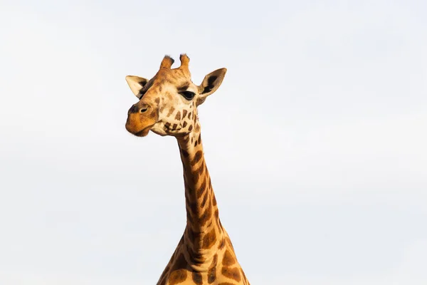 Жираф в Африке — стоковое фото