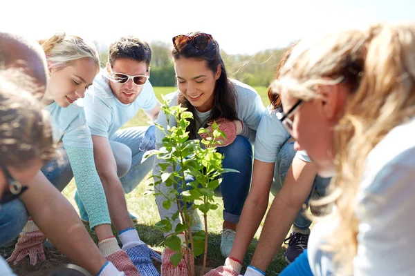 Grupo de voluntários plantando árvore no parque — Fotografia de Stock