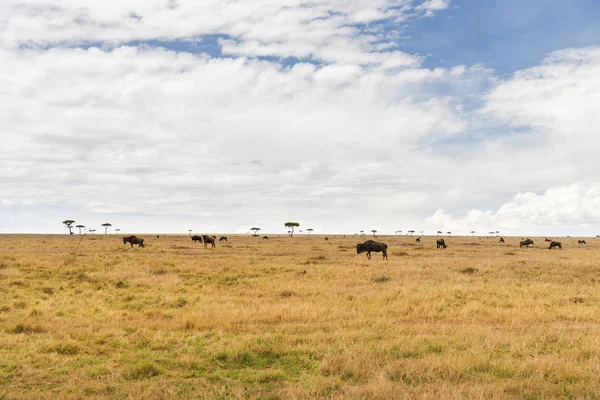 Wildebeests grazing in savannah at africa — Stock Photo, Image