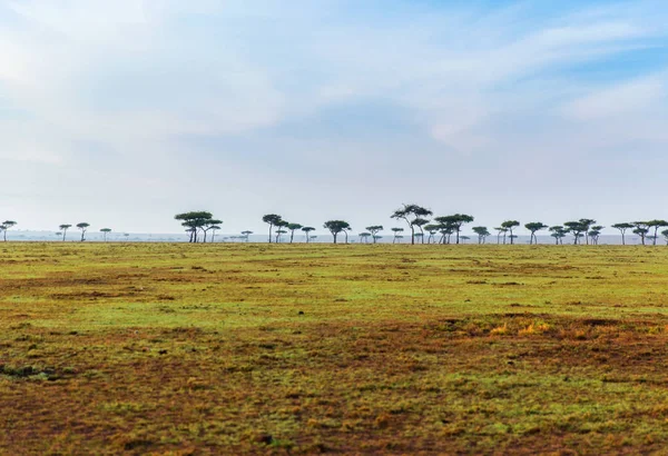 Akacji w savannah w Afryce Zdjęcie Stockowe