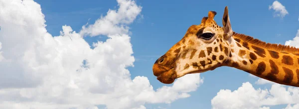 Jirafa cabeza sobre azul cielo y nubes fondo — Foto de Stock