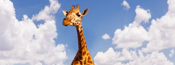 Girafa cabeça sobre azul céu e nuvens fundo — Fotografia de Stock