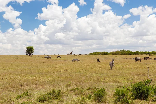 Skupina býložravec zvířat v savannah v Africe — Stock fotografie